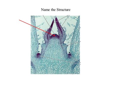 Name the Structure. Name the Meristem Name the Tissue.