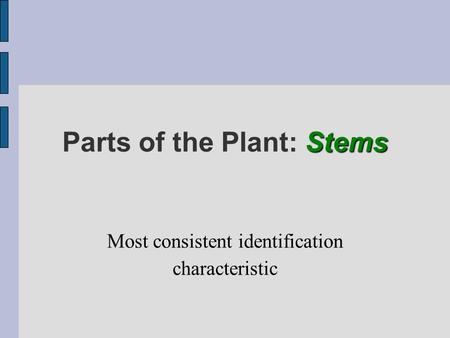 Stems Parts of the Plant: Stems Most consistent identification characteristic.