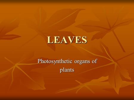 LEAVES Photosynthetic organs of plants. Basic Leaf Structure Axillary bud 