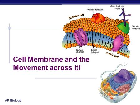 AP Biology 2005-2006 Cell Membrane and the Movement across it!