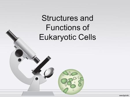 Structures and Functions of Eukaryotic Cells Animal Cell.