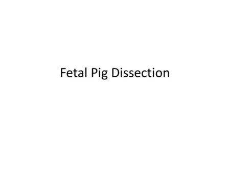 Fetal Pig Dissection.
