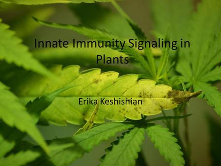 Innate Immunity Signaling in Plants