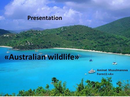 Presentation «Australian wildlife» Aminat Musulmanova Form11 «А»