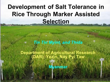 Development of Salt Tolerance in Rice Through Marker Assisted Selection Tin Tin Myint, and Thida Department of Agricultural Research (DAR), Yezin, Nay.