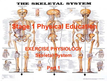 Stage 1 Physical Education EXERCISE PHYSIOLOGY Skeletal System Part 1.
