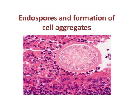 Endospores and formation of cell aggregates. Endospores - metabolically dormant stages observed in certain Gram positive bacteria A survival strategy.
