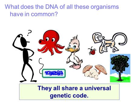 What does the DNA of all these organisms have in common? They all share a universal genetic code.