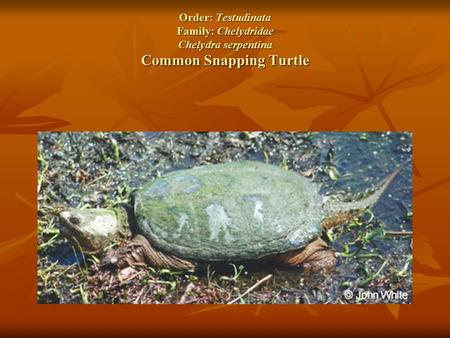 Order: Testudinata Family: Chelydridae Chelydra serpentina Common Snapping Turtle.