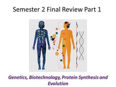 Semester 2 Final Review Part 1 Genetics, Biotechnology, Protein Synthesis and Evolution.