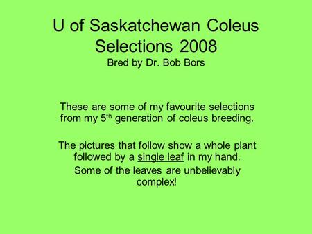 U of Saskatchewan Coleus Selections 2008 Bred by Dr. Bob Bors These are some of my favourite selections from my 5 th generation of coleus breeding. The.