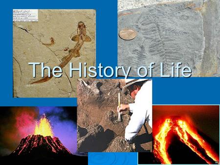 The History of Life.