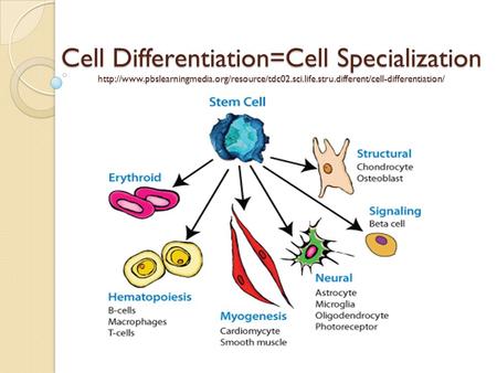 Cell Differentiation=Cell Specialization