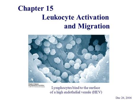 Chapter 15 Leukocyte Activation and Migration Dec 26, 2006 Lymphocytes bind to the surface of a high endothelial venule (HEV)