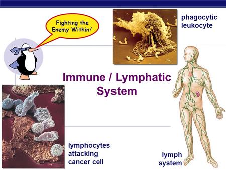 AP Biology 2007-2008 Immune / Lymphatic System lymphocytes attacking cancer cell phagocytic leukocyte lymph system Fighting the Enemy Within!