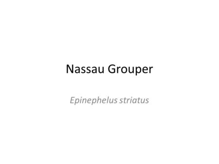 Nassau Grouper Epinephelus striatus. Almost always 5-6 olive stripes 4 feet long.
