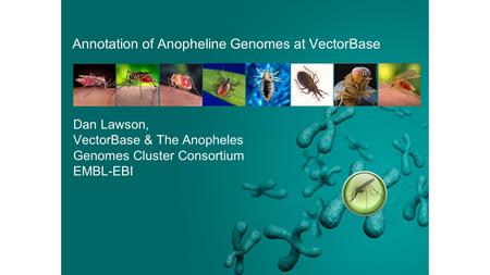 Annotation of Anopheline Genomes at VectorBase Dan Lawson, VectorBase & The Anopheles Genomes Cluster Consortium EMBL-EBI.