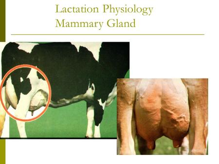 Lactation Physiology Mammary Gland. Prevention  Healthy cows with good immune systems will be able to fight off mastitis infections. Many mastitis pathogens.