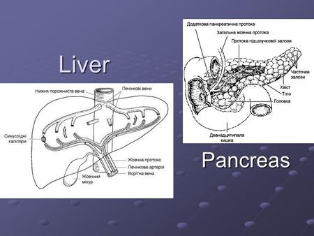 Liver Pancreas.