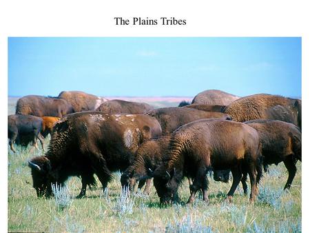 The Plains Tribes.