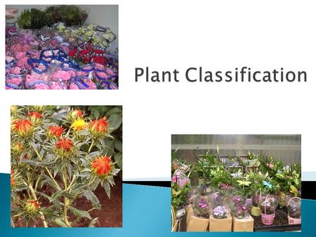 Plant Classification.