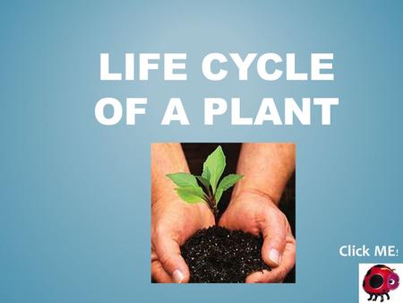LIFE CYCLE OF A PLANT Click ME !. LIFE SCIENCE 1 st Grade Specific Objectives: The learner will understand that plants have a life cycle. The learner.