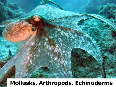 Mollusks, Arthropods, Echinoderms