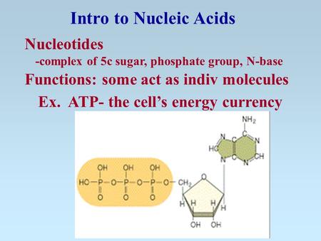 Nucleotides -complex of 5c sugar, phosphate group, N-base Functions: some act as indiv molecules Ex. ATP- the cell’s energy currency Intro to Nucleic.