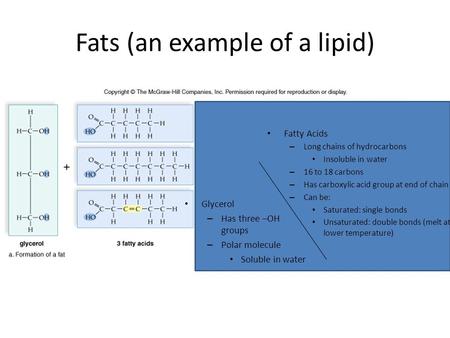 Fats (an example of a lipid) Glycerol – Has three –OH groups – Polar molecule Soluble in water Fatty Acids – Long chains of hydrocarbons Insoluble in water.