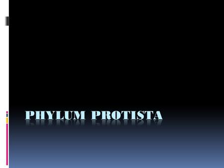 Drop of Water  Protista is a paraphyletic clade in which protists can more closely be related to plants, fungi, and animals than other protists  Eukaryotic.