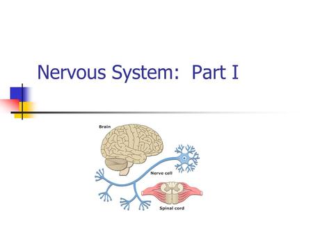 Nervous System: Part I. The Nervous System Your body’s communication’s network & control center Peripheral Nervous System (PNS)-gathers info from inside.