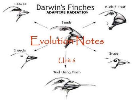 Evolution Notes Unit 6.
