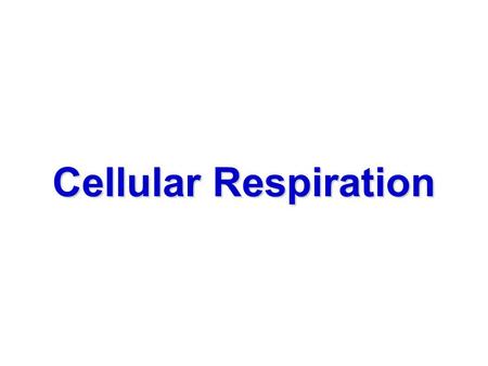 Cellular Respiration. (O 2 )energy organic molecules (glucose) energy (ATP), CO 2 water (H 2 O).An oxygen(O 2 ) requiring process that uses energy extracted.
