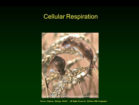 Raven - Johnson - Biology: 6th Ed. - All Rights Reserved - McGraw Hill Companies Cellular Respiration Copyright © McGraw-Hill Companies Permission required.