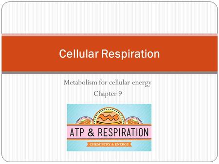 Metabolism for cellular energy Chapter 9
