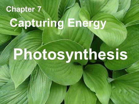 Chapter 7 Capturing Energy Photosynthesis.