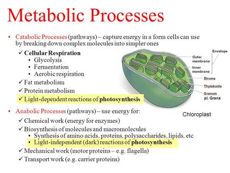 Chloroplast pl. Grana Catabolic Processes (pathways) – capture energy in a form cells can use by breaking down complex molecules into simpler ones Cellular.