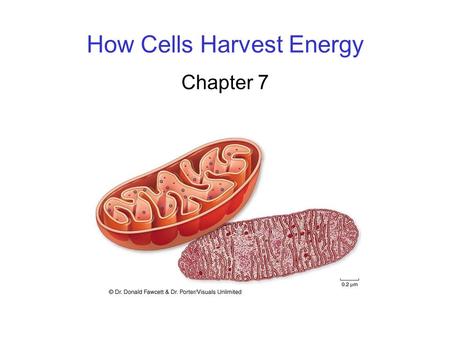 How Cells Harvest Energy Chapter 7. 2 MAIN IDEA All cells derive chemical energy form organic molecules and use it to convert that energy to ATP.