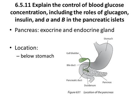 6.5.11 Explain the control of blood glucose concentration, including the roles of glucagon, insulin, and a and B in the pancreatic islets Pancreas: exocrine.