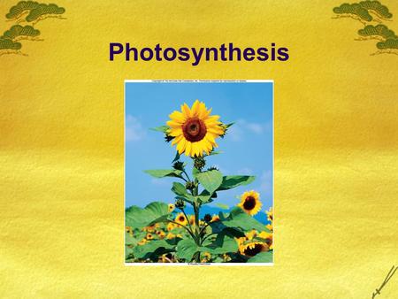 Photosynthesis.  Photosynthesis  Photo – light  Synthesis – making or putting together  Process that converts light energy from the sun into chemical.