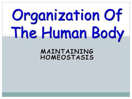 MAINTAINING HOMEOSTASIS Organization Of The Human Body.