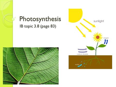 Photosynthesis IB topic 3.8 (page 83).