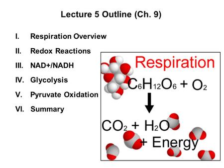 Lecture 5 Outline (Ch. 9) Respiration Overview Redox Reactions