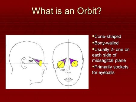 What is an Orbit?  Cone-shaped  Bony-walled  Usually 2- one on each side of midsagittal plane  Primarily sockets for eyeballs.
