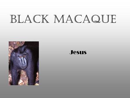 Black Macaque Jesus. Habitat Black Macaques live in rainforests Found in Sulawesi, Indonesia tropical.
