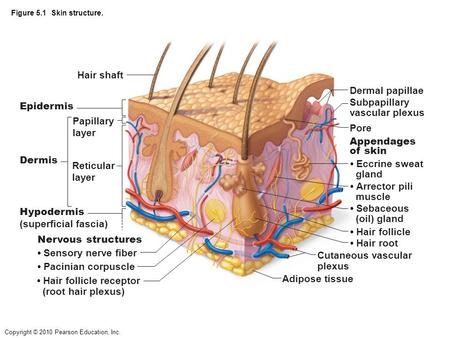 • Hair follicle receptor (root hair plexus) Adipose tissue