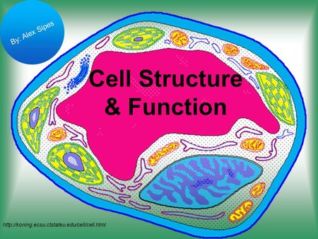 Cell Structure & Function  By: Alex Sipes.