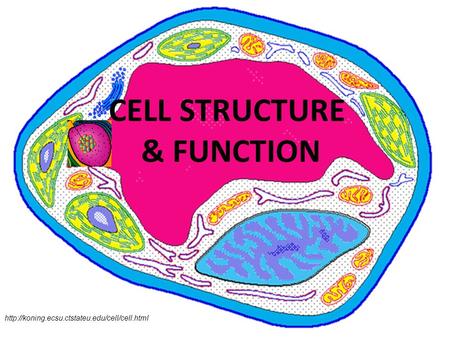 CELL STRUCTURE & FUNCTION