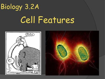 Biology 3.2A Cell Features.