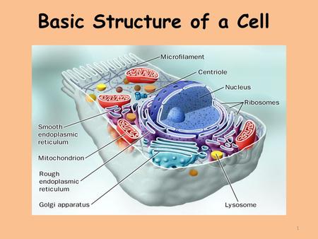 1 Basic Structure of a Cell. 2 Introduction to Cells Cells are the basic units of organisms Cells can only be observed under microscope Basic types of.